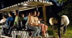 Singapore Night Safari Tram Ride (Shared Transfer)